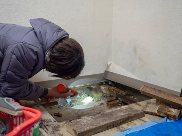Best Mold Damage Restoration  in Lewistown, IL