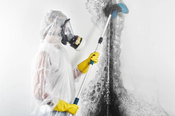 Best Comprehensive Air Testing for Mold Contaminants  in Lewistown, IL