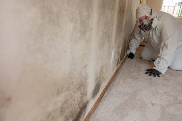 Best Attic Mold Removal  in Lewistown, IL